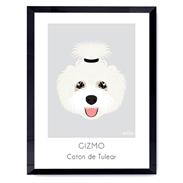 Coton de tulear Gizmo