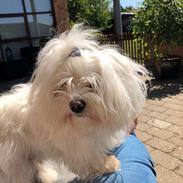 Coton de tulear Gizmo