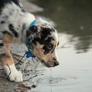 Border collie Kaos (Offish Alkyra)