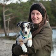 Border collie Kaos