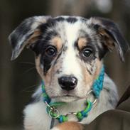 Border collie Kaos