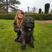 Briard Oline Bel'Truffe Noire