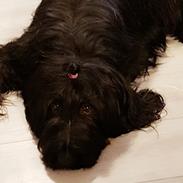 Briard Oline Bel'Truffe Noire