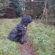 Briard Oline Bel'Truffe Noire