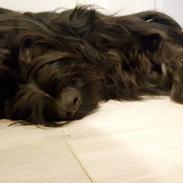 Briard Oline Bel'Truffe Noire