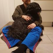 Briard Oline Bel'Truffe Noire