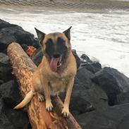 Malinois Bianca