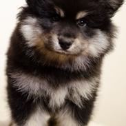 Finsk lapphund Lapinkaunis Groot *Floy*