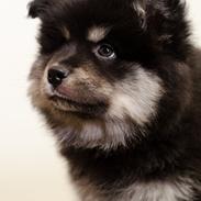 Finsk lapphund Lapinkaunis Groot *Floy*