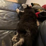 Finsk lapphund Lapinkaunis Groot *Floy*