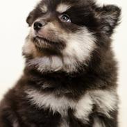 Finsk lapphund Lapinkaunis Groot *Floy*