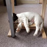 Field Trial Springer Spaniel Wilma