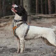 Field Trial Springer Spaniel Wilma