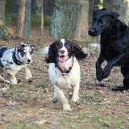 Field Trial Springer Spaniel Wilma