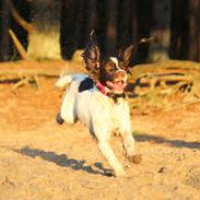 Field Trial Springer Spaniel Wilma