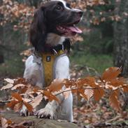 Field Trial Springer Spaniel Wilma