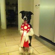 Border collie Archie