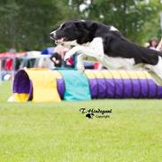 Border collie Archie