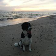 Border collie Archie