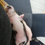 Boston terrier House Of Bounce What a catch aka Morris