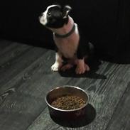 Boston terrier House Of Bounce What a catch aka Morris