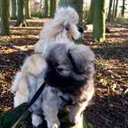 Tibetansk spaniel Dharma