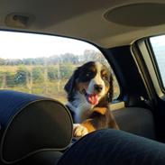 Berner sennenhund Toffie