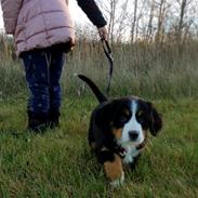 Berner sennenhund Toffie