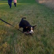 Berner sennenhund Toffie
