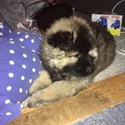 Eurasier Misha