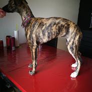Whippet Galanta Whippets Colombine *Ciah*