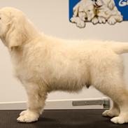 Golden retriever Manhattan v.d. Corner Brook