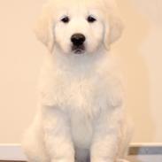 Golden retriever Manhattan v.d. Corner Brook
