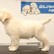 Golden retriever Manhattan v.d. Corner Brook