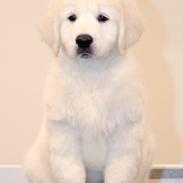 Golden retriever Manhattan v.d. Corner Brook