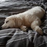 Golden retriever Manhattan v.d. Corner Brook