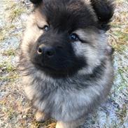 Eurasier Misha