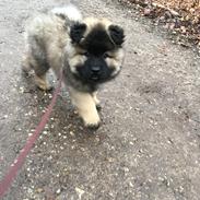 Eurasier Misha