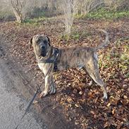 Dogo canario Ducatti De Gran Campeador Can 