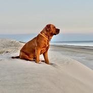 Blanding af racer Freja - Dogue de Bordeaux, Rottweiler, Cane Corso