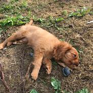 Cavalier king charles spaniel Fuji