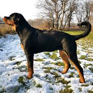 Rottweiler Cor-Canem's Fauna (Hanne) 