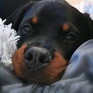 Rottweiler Cor-Canem's Fauna (Hanne) 