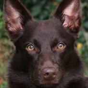 Australsk kelpie Tarrawangas Djinni