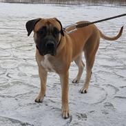 Dogo canario Crystal Fuerza Bull (Mina)