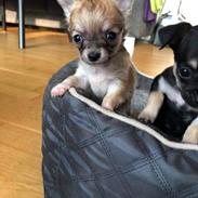 Chihuahua Baloo