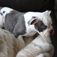 Olde english bulldogge Blåbær