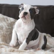 Olde english bulldogge Blåbær