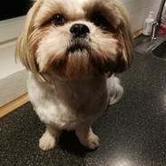 Shih tzu Holly (Wood)