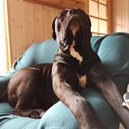 Cane corso Carla * Himmelhund*